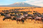 Great Migration herds crossing the Mara River on a 3 Days Masai Mara Safari.